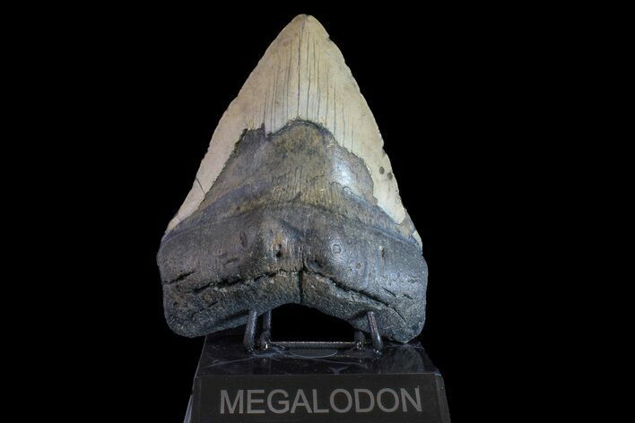 Fossil Megalodon Tooth - North Carolina #158218